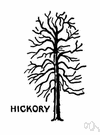 hickory - valuable tough heavy hardwood from various hickory trees