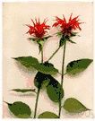 bergamot mint - perennial aromatic herb of eastern North America having variously colored tubular flowers in dense showy heads