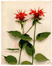 Monarda didyma - perennial aromatic herb of eastern North America having variously colored tubular flowers in dense showy heads