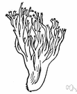 family Clavariaceae - fleshy fungi: coral fungi