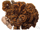 shelf fungus - a woody fungus that forms shelflike sporophores on tree trunks and wood structures
