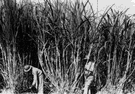 cane sugar - sucrose obtained from sugar cane