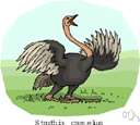 Struthio camelus - fast-running African flightless bird with two-toed feet