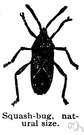 squash bug - large black American bug that sucks sap of vines of the gourd family
