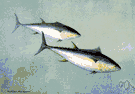 genus Thunnus - tunas: warm-blooded fishes