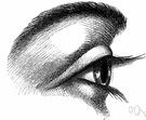 palpebra - either of two folds of skin that can be moved to cover or open the eye