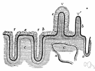 mucous membrane - mucus-secreting membrane lining all body cavities or passages that communicate with the exterior