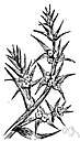Salsola soda - bushy plant of Old World salt marshes and sea beaches having prickly leaves
