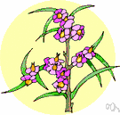 saltwort - bushy plant of Old World salt marshes and sea beaches having prickly leaves