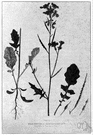 wild rape - Eurasian weed having yellow or mauve or white flowers and podlike fruits
