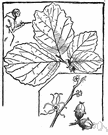 Corylus americana - nut-bearing shrub of eastern North America