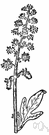 mignonette - Mediterranean woody annual widely cultivated for its dense terminal spikelike clusters greenish or yellowish white flowers having an intense spicy fragrance