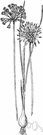 crow garlic - pungent Old World wild onion