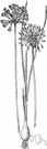 wild garlic - pungent Old World wild onion