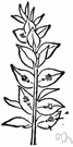Ruscus aculeatus - shrub with stiff flattened stems resembling leaves (cladophylls)