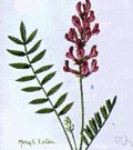 crazy weed - any of several leguminous plants of western North America causing locoism in livestock