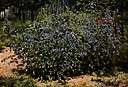 alkanet - perennial or biennial herb cultivated for its delicate usually blue flowers
