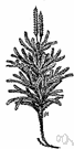 Lycopodium obscurum - a variety of club moss