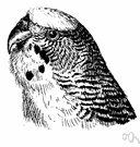 Melopsittacus - a genus of Psittacidae