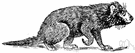 Sarcophilus - Tasmanian devil