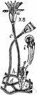 hydroid - colonial coelenterates having the polyp phase dominant