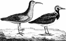 Calidris Ferruginea - Old World sandpiper with a curved bill like a curlew