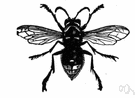 Vespula maculata - North American hornet