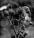 Micromyx minutus - small reddish-brown Eurasian mouse inhabiting e.g. cornfields