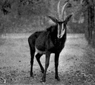 sable meaning sable meaning