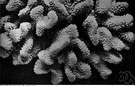 coral reef - a reef consisting of coral consolidated into limestone
