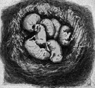 mouse's nest - where mice bear and raise their young