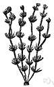 Goldilocks - early-flowering perennial of southern and southeastern Europe with flower heads resembling those of goldenrod