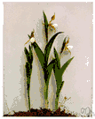 genus Cypripedium - genus of chiefly American perennial leafy-stemmed orchids: lady's slippers