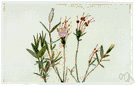 swamp laurel - laurel of bogs of northwestern United States having small purple flowers and pale leaves that are glaucous beneath
