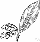 leucothoe - any plant of the genus Leucothoe