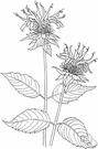 mustang mint - fragrant California annual herb having lanceolate leaves and clusters of rose-purple flowers