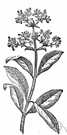 Tectona grandis - tall East Indian timber tree now planted in western Africa and tropical America for its hard durable wood