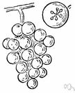 simple fruit - an indehiscent fruit derived from a single ovary having one or many seeds within a fleshy wall or pericarp: e.g. grape
