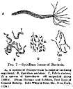 actinomycetal - of or belonging to the actinomycetes