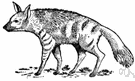 aardwolf - striped hyena of southeast Africa that feeds chiefly on insects