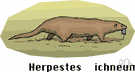ichneumon - northern African mongoose