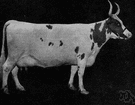Ayrshire - hardy breed of dairy cattle from Ayr, Scotland