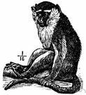 Cercopithecus aethiops pygerythrus - South African monkey with black face and hands