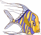 Alectis ciliaris - fish having greatly elongated front rays on dorsal and anal fins