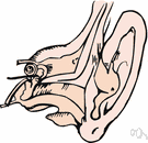 cochlea - the snail-shaped tube (in the inner ear coiled around the modiolus) where sound vibrations are converted into nerve impulses by the organ of Corti