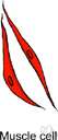 muscle fiber - an elongated contractile cell that forms the muscles of the body