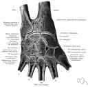 wrist joint - a joint between the distal end of the radius and the proximal row of carpal bones