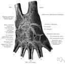 wrist - a joint between the distal end of the radius and the proximal row of carpal bones