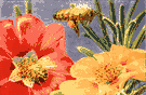 portulaca - a plant of the genus Portulaca having pink or red or purple or white ephemeral flowers