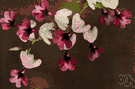calanthe - any of various showy orchids of the genus Calanthe having white or yellow or rose-colored flowers and broad leaves folded lengthwise